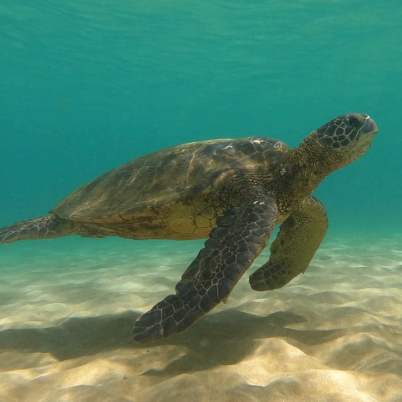 Meet your Posher, BeachySD - Picture 7 of 16